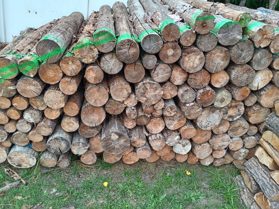 Brzoza, sosna opal walki 120cm