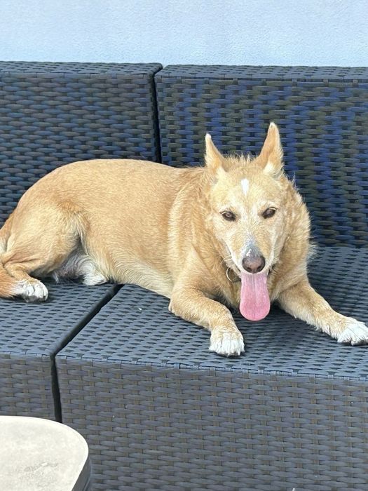 Cão adulto para adoção responsável