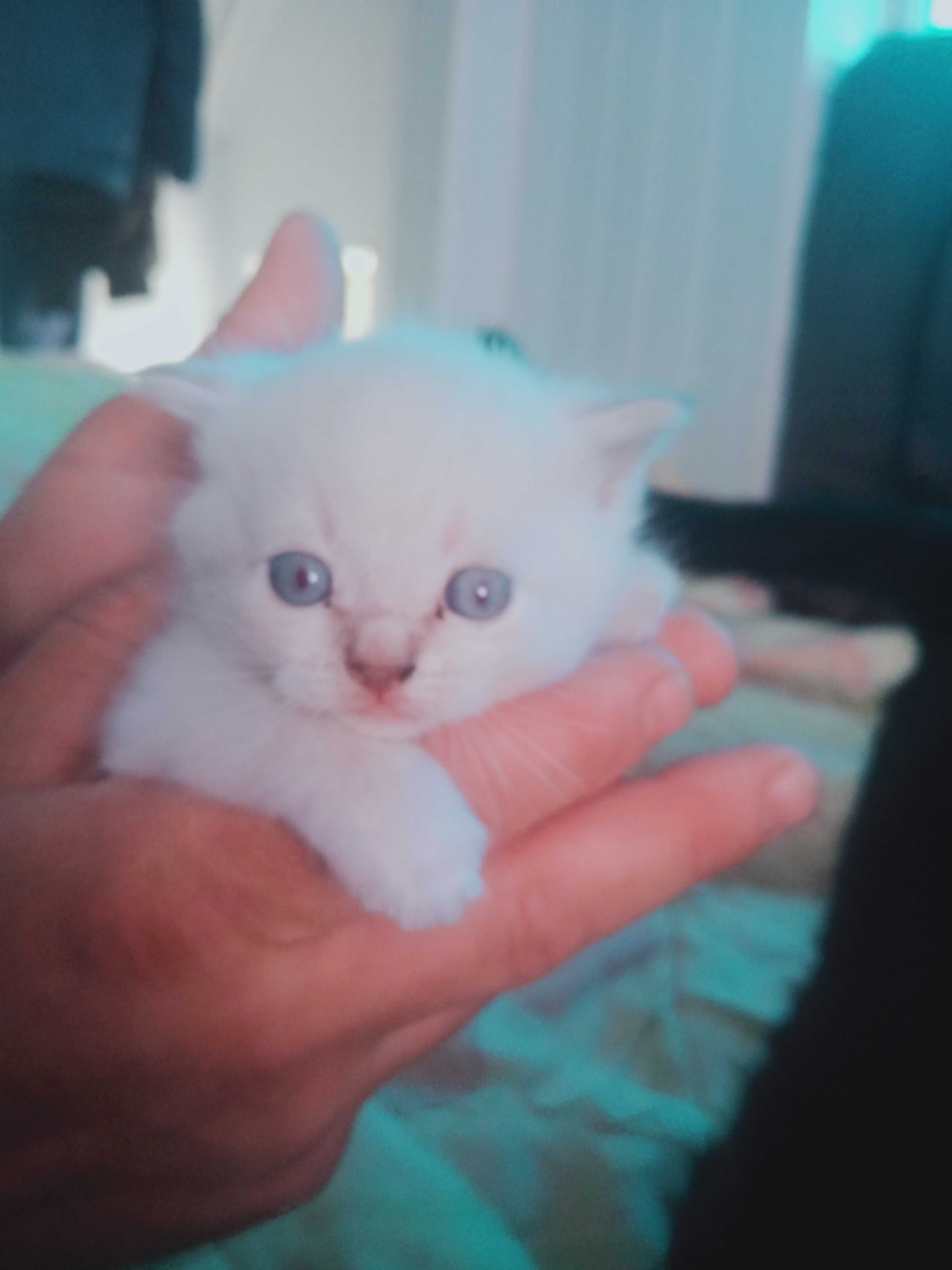 Котята британци 1 місяць.
