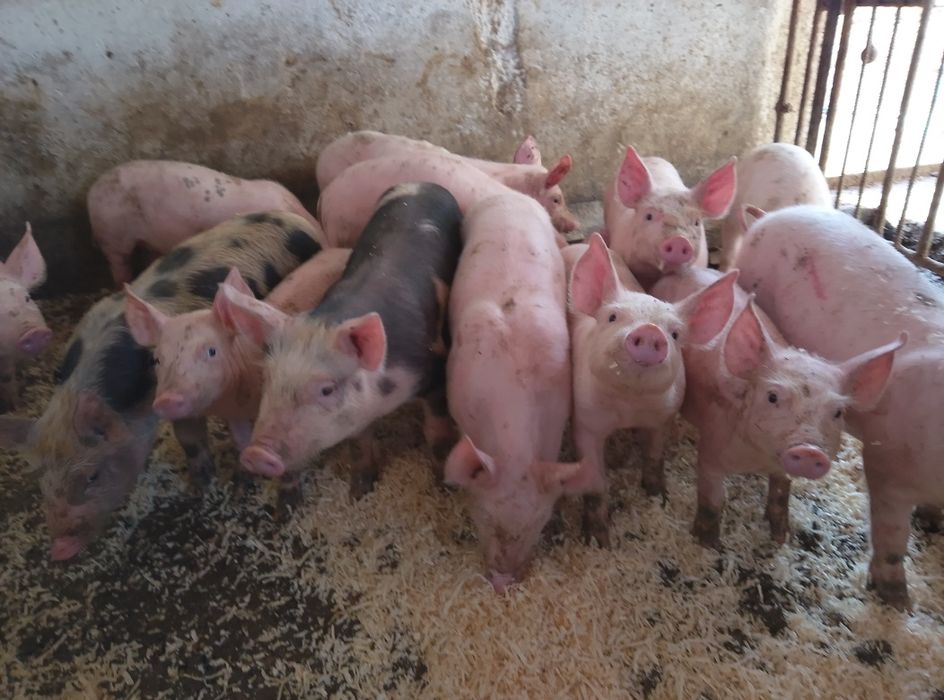 Продам поросят два місяці