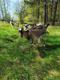 Продається коза сіро-коричневої масті