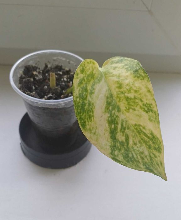 Растение epipremnum aureum золотой потос, дьявольский плющ