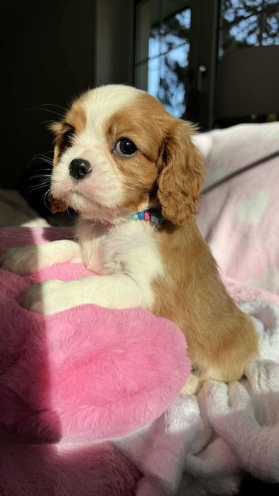Chłopczyk Cavalier King Charles Spaniel z Rodowodem