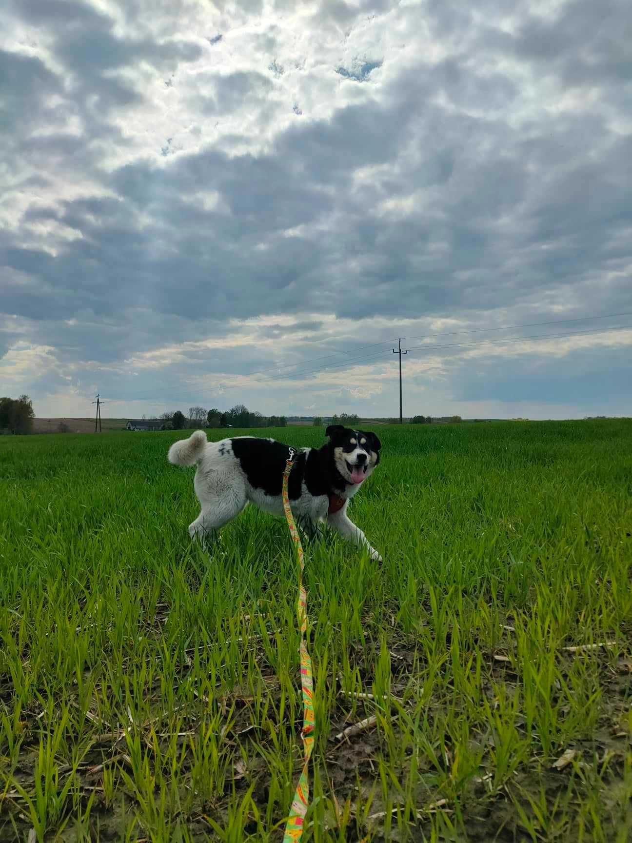 Kochana sunia poleca się do adopcji