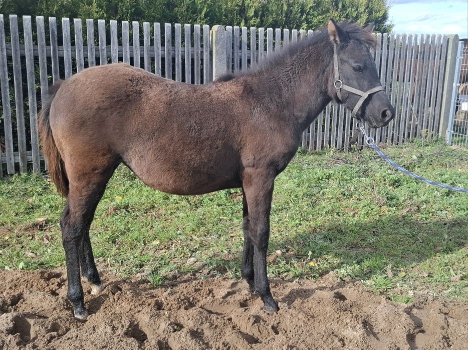 Klaczka Nutella po Donutello od Narwa