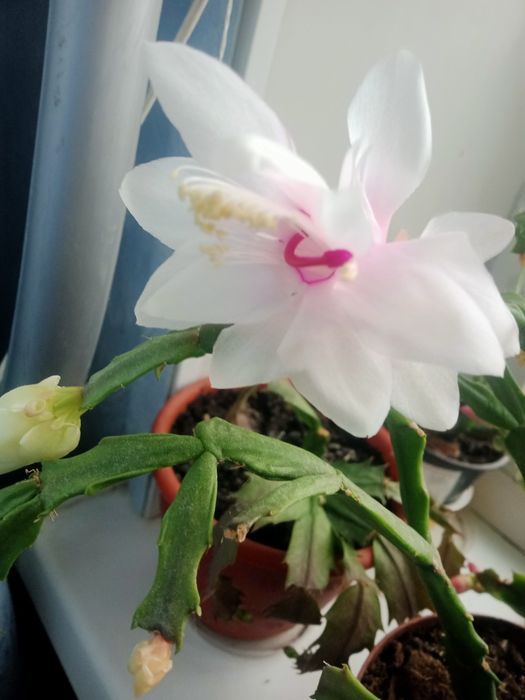 Предлагаю шлюмбергеру