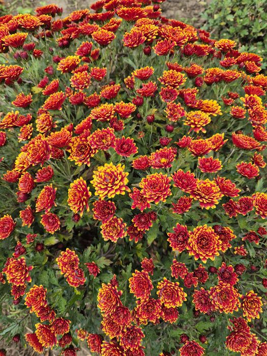 Chryzantemy złociste