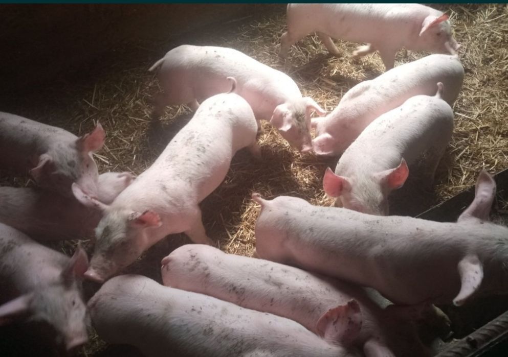 Продам поросят..
