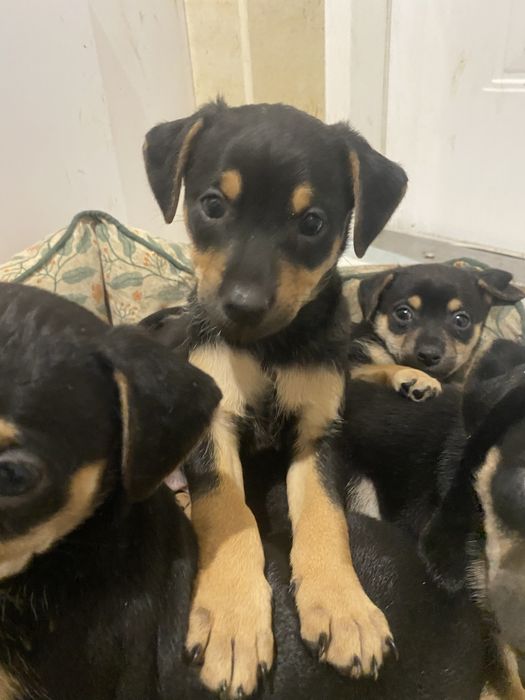 Szczeniaki do przygarnięcia