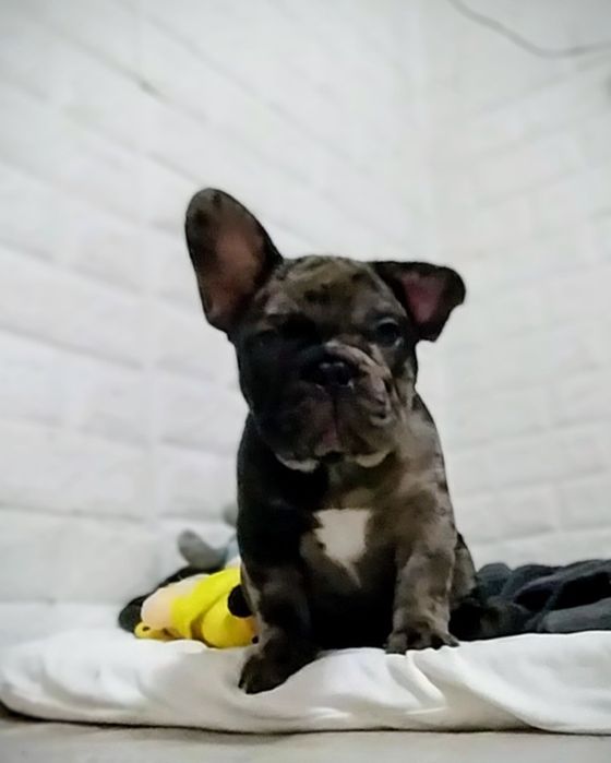 Мальчик французский бульдог