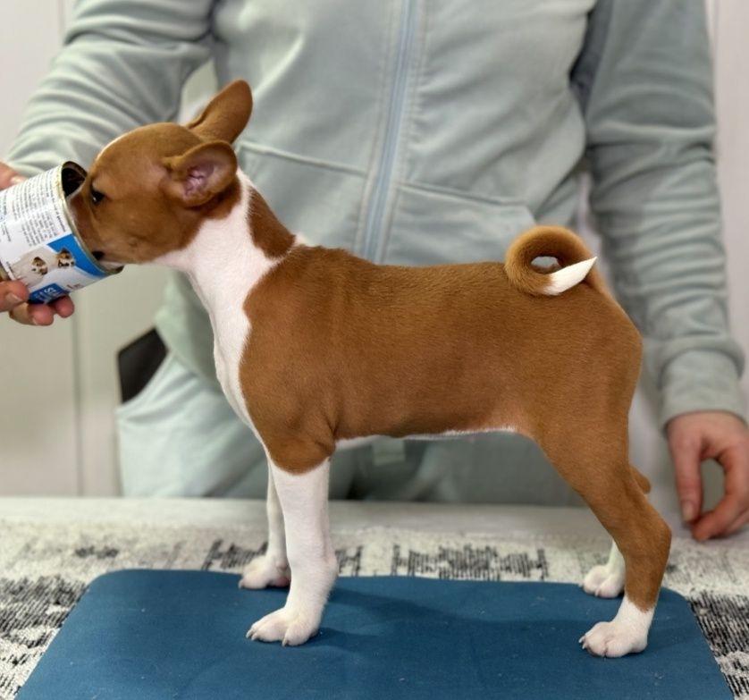 Басенджи щенок. Basenji puppies. Девочка рыжая с белым.