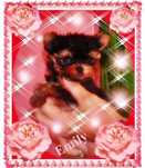 York,Yorkshire Terrier!Elitarne MICRO CUDO-SUNIA XXXS-dla VIP,Kraków