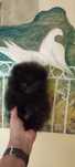 Spitz Alemão Anão ou Lulu da Pomerânia