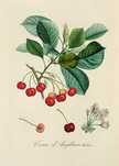 Wiśnie - Owoce 1846 r. reprint XIX w. grafik