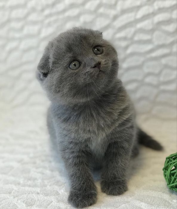 Скоттиш фолд девочка