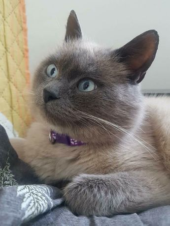 Отдам тайского голубоглазого кота, 3 года, кастрирован