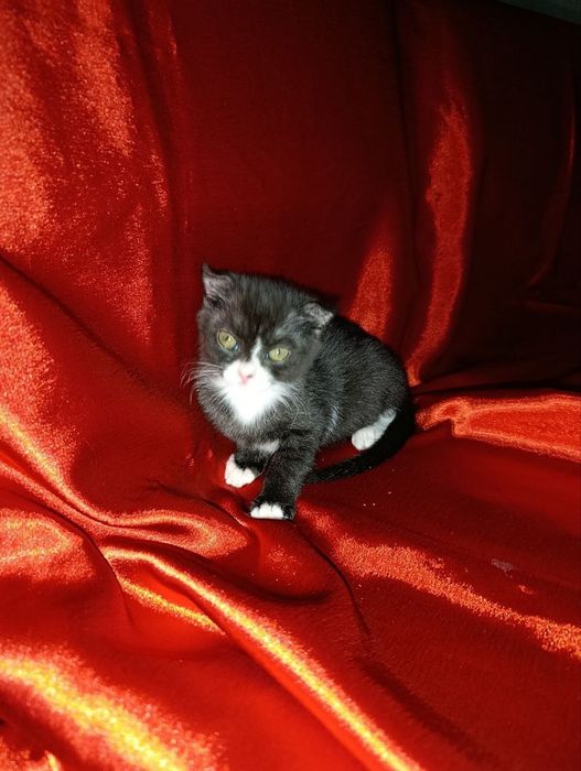 Котят в заботливые руки