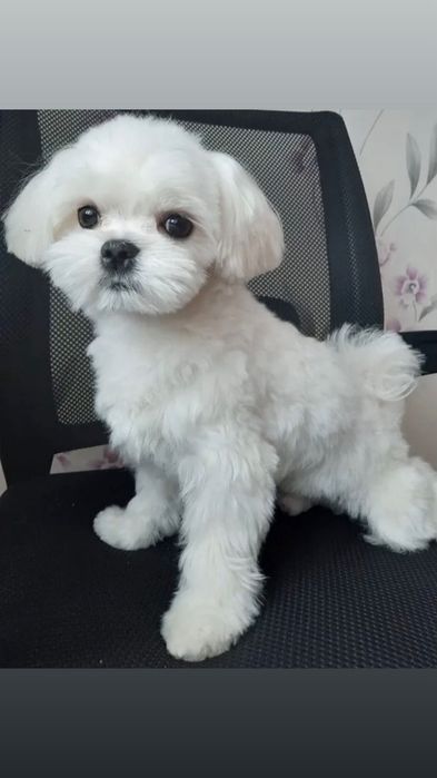 Вязка мальтезик два кг