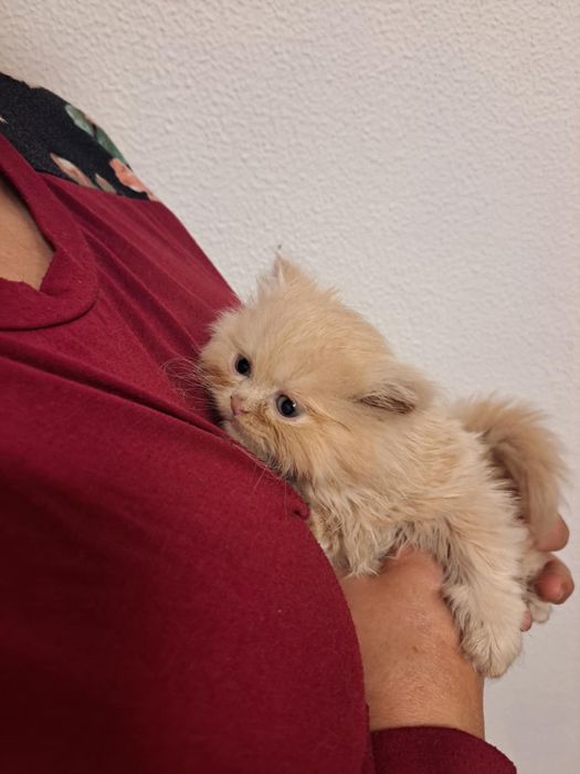 Gatinho persa lindo amarlinho