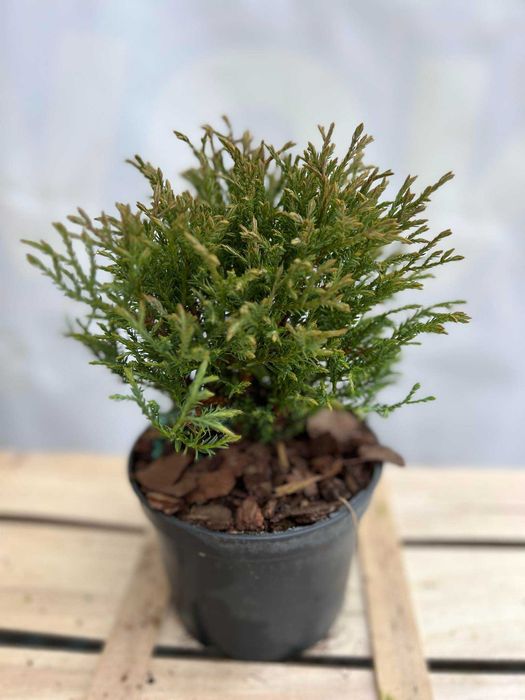 cyprysik cyprys groszkowy SUNGOLD piękne sadzonki 2-3L producent tuje