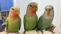 Ручные попугаи неразлучники для семьи