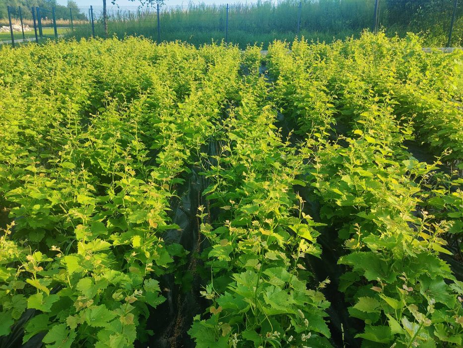 Sadzonki winorośli, Winogrona. Winorośl GATUNEK PIERWSZY