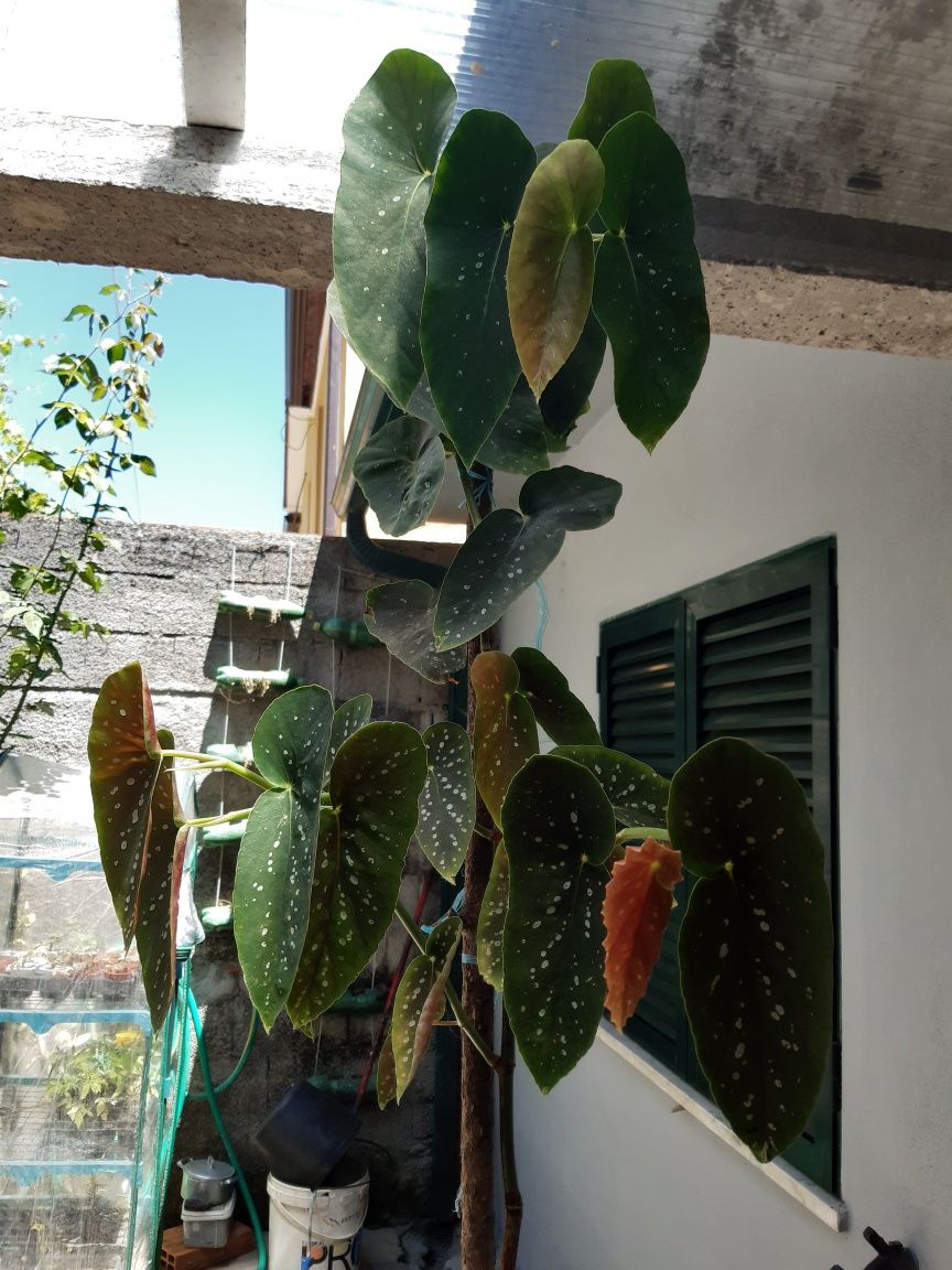 Planta begonia maculata