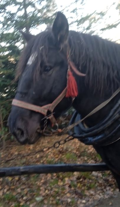 Sprzedam konia zimnokrwistego