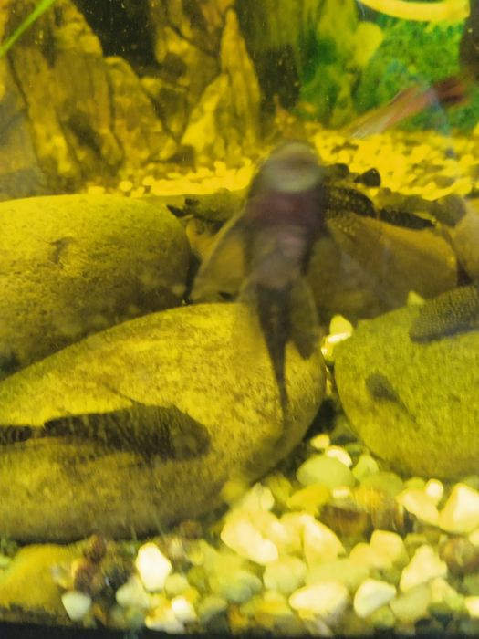 Риба акваріумна.