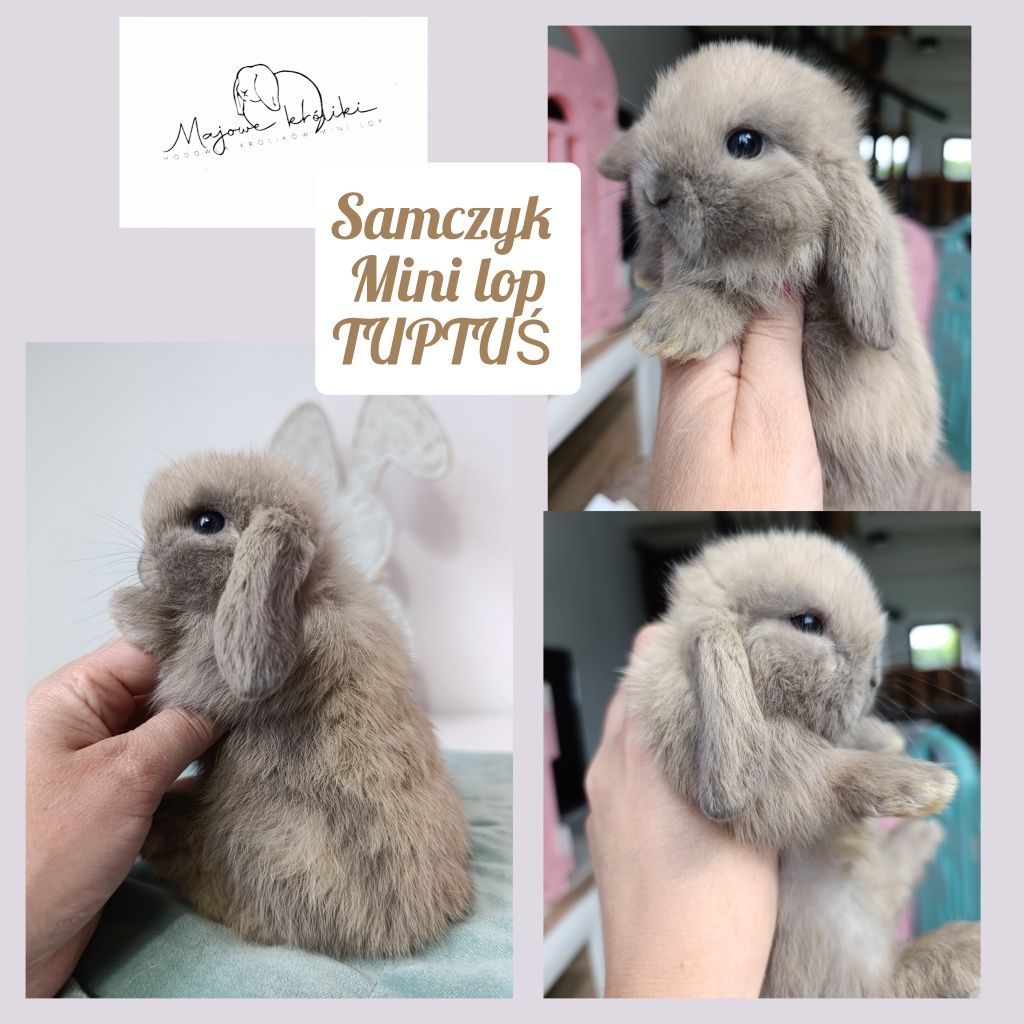 Królik króliczek mini lop hodowla zarejestrowana
