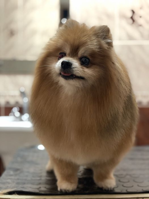 Грумінг стрижка тварин Петровського