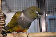 Arara da Patagonia (Cianoliseus Patagonus)