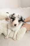 Border Collie ZKwP FCI - szczeniak blue merle