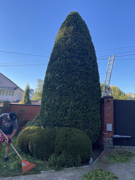 Стрижка хвойных растений