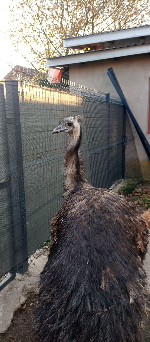 Wesoły struś emu