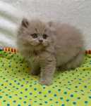 Gatinho british longhair