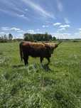 Krowa Highland cattle bydlo szkockie