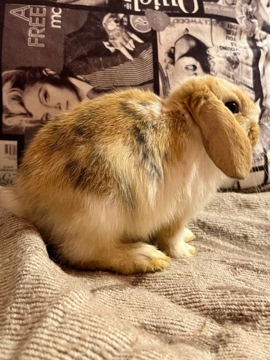 Карликові баранчики