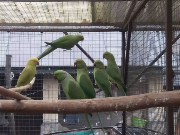 Папуги різних видів