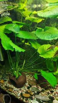 Анубіас з бутоном,росте на кокосі- акваріумна рослина
