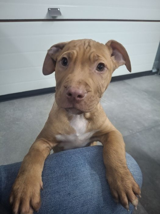 Pies Pitbull Red Nose