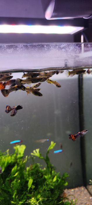 Guppys sortidos - Criação caseira