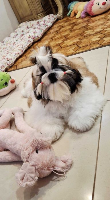 Śliczna złoto-biała suczka  ZKWP/FCI/ legalna hodowla