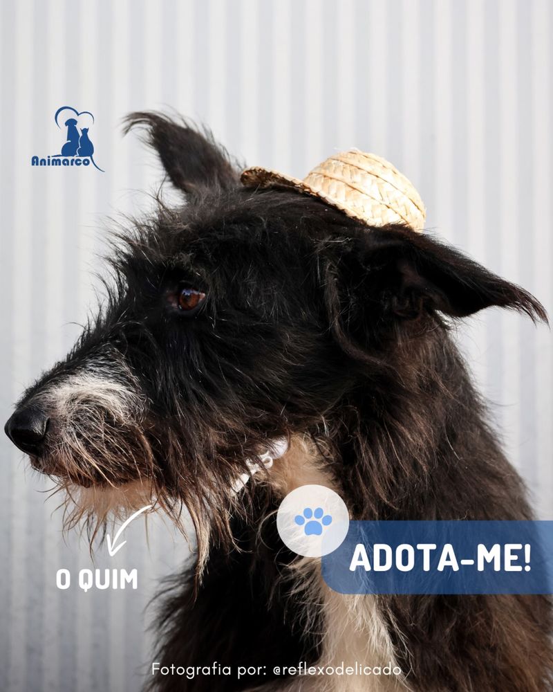 Quim cao porte medio - para adocao