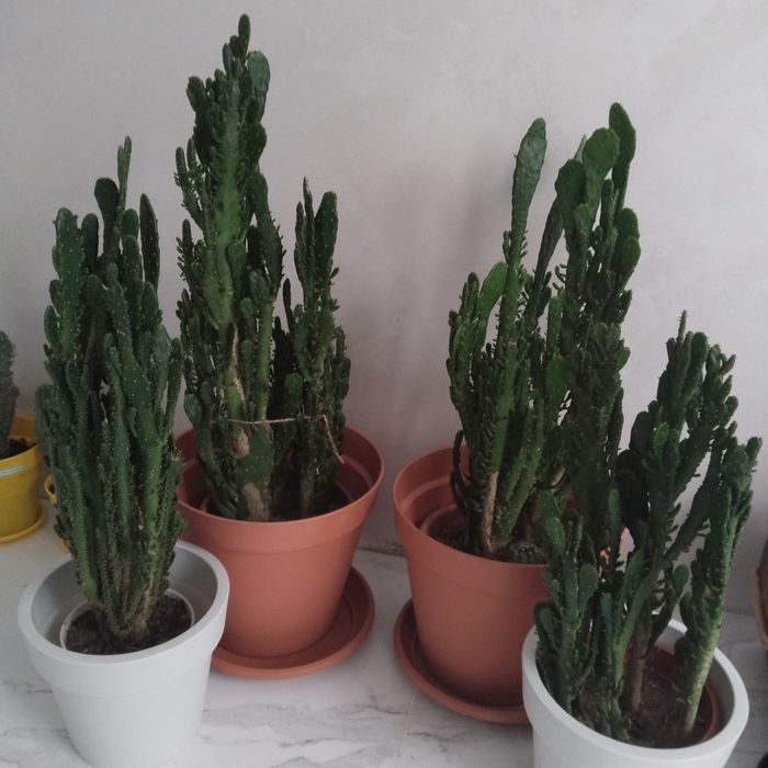 Продам.  кактус .