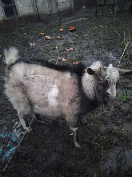 Продам козла и козочку на развод.