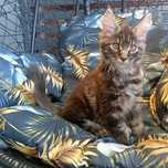 kocurek Maine coon FPL
