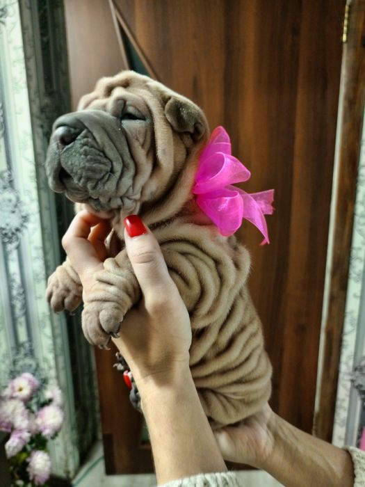 Цуценята шарпеї продаж