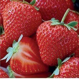 Sadzonki truskawek Elsanta i Honeoye