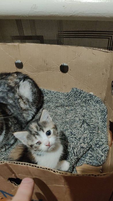 Котячі пухнастики